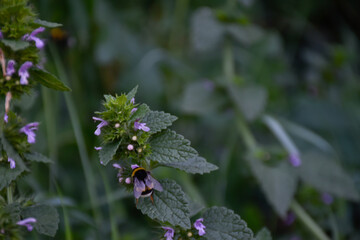 Moody bumblebee with transparent wings pollinates the violet wildflower among the dark meadow.