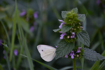 Small butterfly with white wings sits on the purple flower in the tall grass of green flowery meadow.