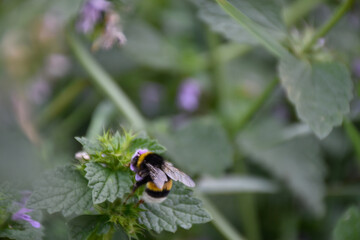 Bumblebee with transparent wings sits on the green leaf of wildflower.