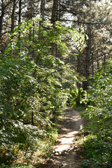 Fototapeta na wymiar Green forest with tall pine trees and dense foliage. The sunlit forest path and shadows.