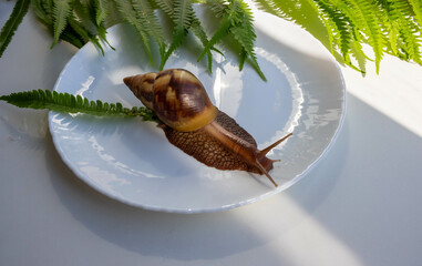 A large snail of akhatina crawls on a plate