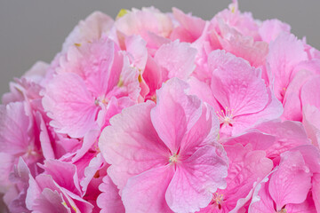 Pink flower of french hydrangea.
