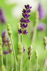 Obraz na płótnie Canvas lavender flowers on the meadow