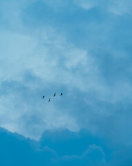 seagull flying in the sky birds sky clouds blue 
