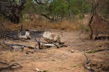 Jaw and skull bone of an African elephant.  The teeth is still attached to the jaw bone. 
