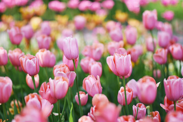 Spring blossoming tulips in garden, springtime bright flowers in the field, pastel and soft floral card, selective focus, shallow DOF, toned