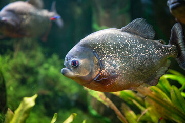red piranha swimming in the aquarium