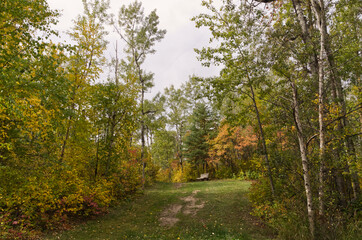 Fototapeta na wymiar Autumn Creeping into the Woods