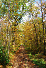 Forêt française en automne