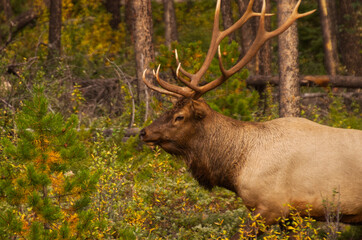 Naklejka na ściany i meble A Bull Elk wandering the Woods