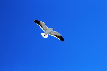 seagull in flight