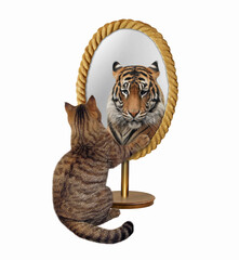 A beige cat looks in a rope shaped mirror. He sees a tiger there. White background. Isolated.