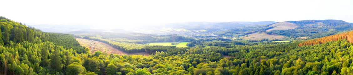 Fototapeta na wymiar a green bright forest landsacpe panorama background