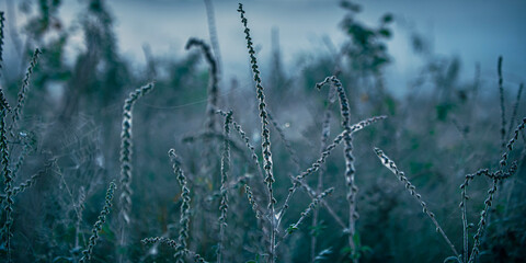 grass in the wind