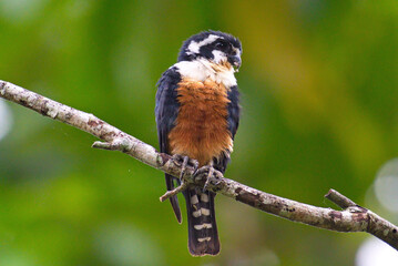 Black Thighed Falconet bird