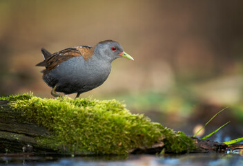 Little crake bird ( Porzana parva )