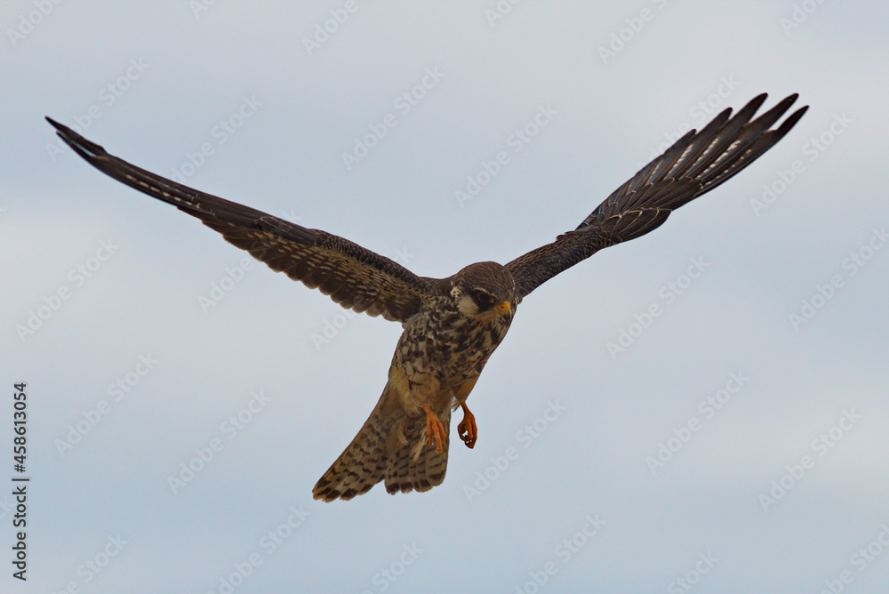 Canvas Prints amur falcon bird of prey in flight