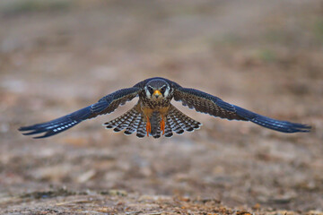 amur falcon bird of prey in flight