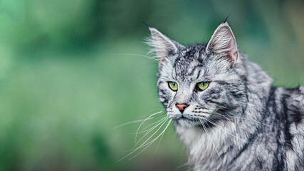 Naklejka na ściany i meble Close up view of Maine Coon cat on nature green background with copy-space