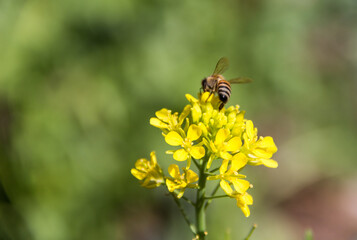 a close up of a bee on flowered mustard