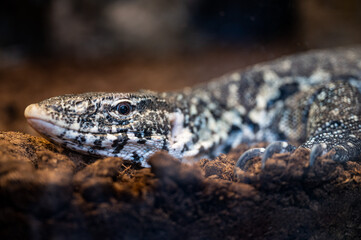 Close up of Nile monitor lizard