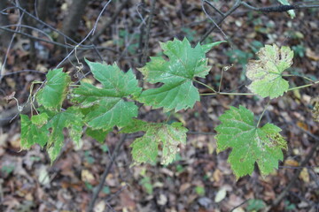 leaves in the woods