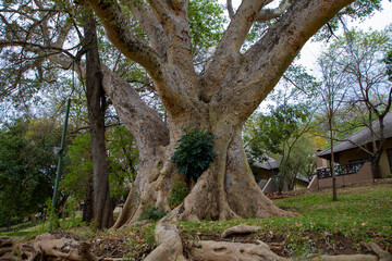 Fototapeta na wymiar A large Sycomore fig tree in South Africa