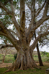 Fototapeta na wymiar A very large Sycomore fig tree in South Africa