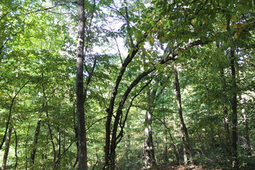 sun rays through the trees