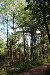 Obraz premium path in the forest