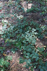 leaves on the ground