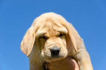 closeup of honeycolor puppy golden retriever on the floor