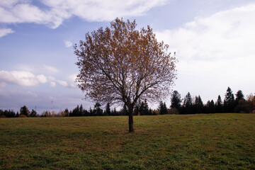 Lone tree in fields
