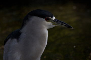 Dark background and falling water drop enhance Night Heron portrait taken at urban Reid Park in Tucson, Arizona