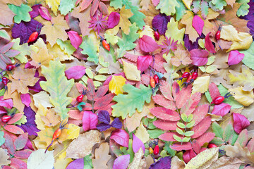 Colorful background of different autumn leaves on the ground