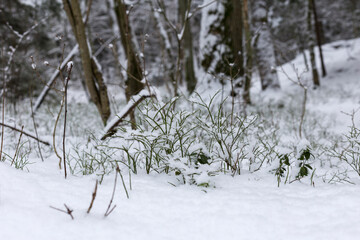 Light through the branches in the winter forest. Snow on the road. Cold winter. Cover. Frozen surface.