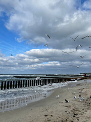 seagull on the beach