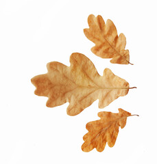 autumn oak leaf over the white background