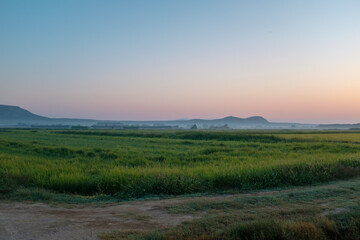 Green rice field on a plain landscape on a sun rise sky with gravel path