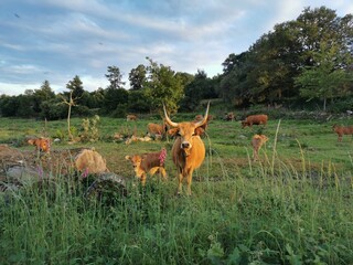 Vacas cachenas en Ourense, Galicia