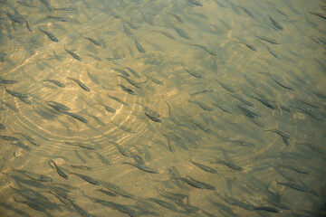 Flock of small fish in shallow water in the sunlight.