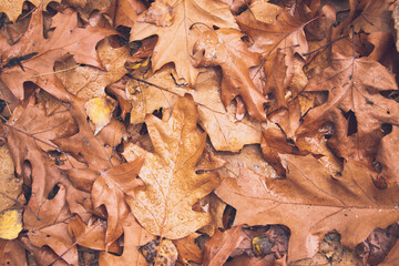 Natural background of oak autumn leaves in the rainy forest. Copy space for text with the bright brown leaf. Fall background photo with selective soft focus. 