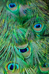 peacock feather close up