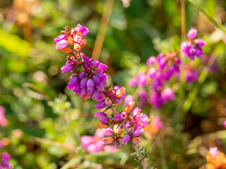 selective focus of wild bell heather flowers (Erica cinerea) with blurred background