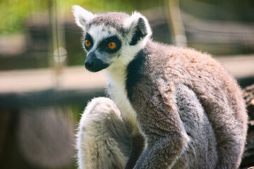 ring lemur catta