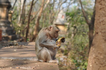 baboon sitting on a branch