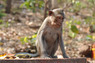 Fototapeta na wymiar japanese macaque sitting on the ground