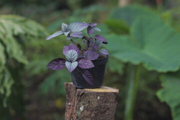 Red Flame Ivy (Hemigraphis colorata) with Purple and green leaves stock photo. Also called as...