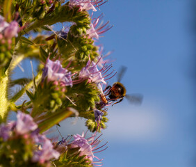 A fluffy bee feasting on nectar from an Echium pininana.Commonly known as the tree echium, pine echium, giant viper's-bugloss, or tower of jewels.