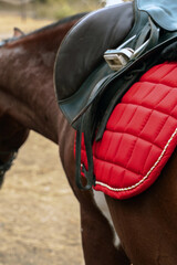 Photograph of a saddle on a horse